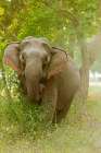 Asian Elephant on the edge of forest Corbett National Park-India Art Print